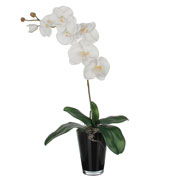 Artificial Plant - White Phalaenopsis - MICA